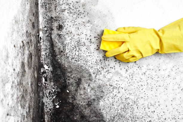 Best Fast Mold Removal  in East Sparta, OH