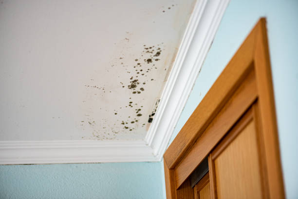 Best Office Mold Removal Services  in East Sparta, OH