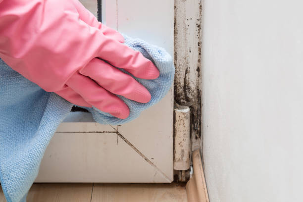 Best Emergency Mold Removal  in East Sparta, OH