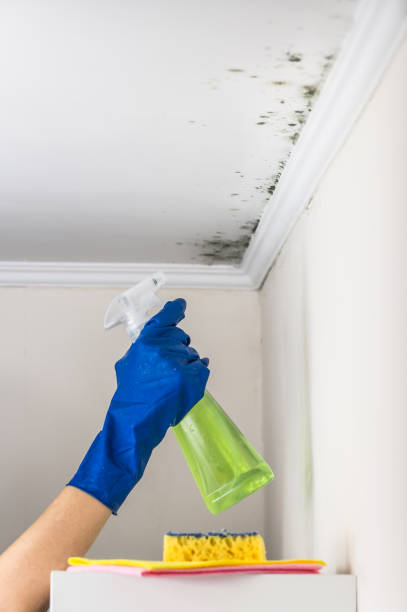 Best Attic Mold Removal  in East Sparta, OH